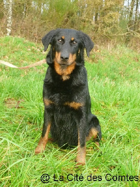 Balade de La Cité des Comtes