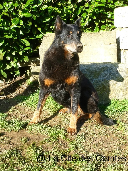 Rhodes de la Sylve Enchantee