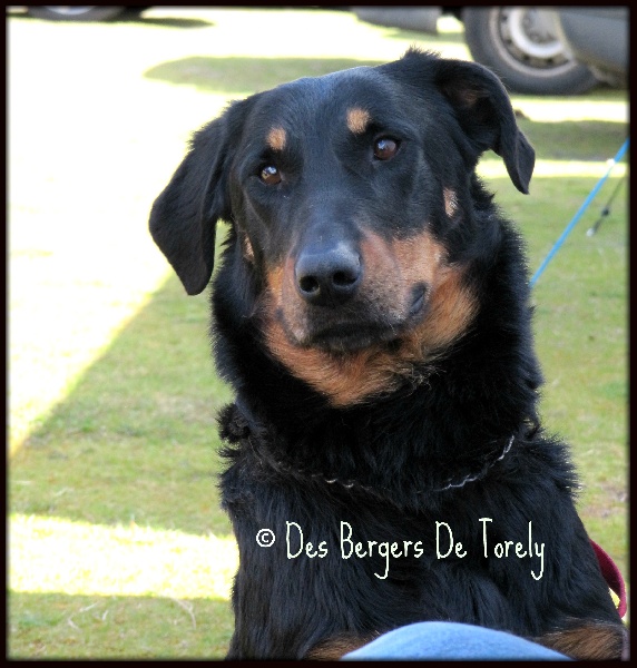 Faïka de La Cité des Comtes