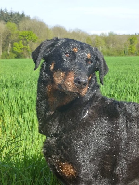 Era'tatouille de La Cité des Comtes