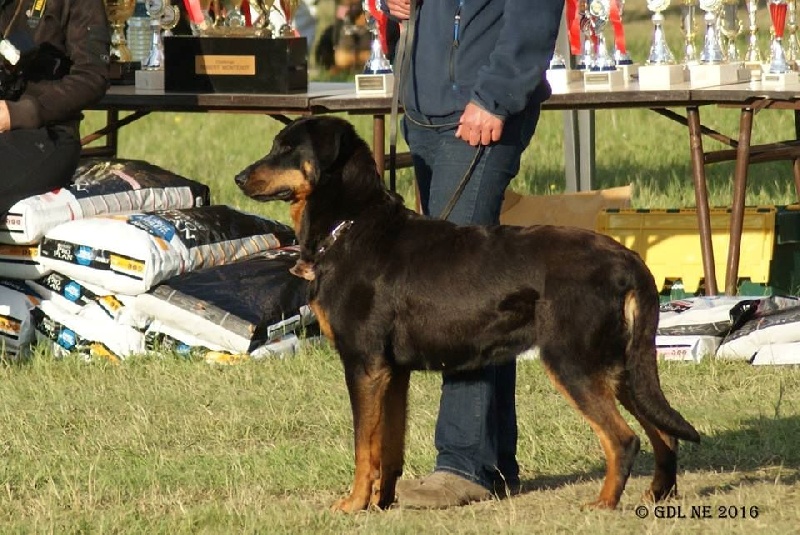 Faune de La Cité des Comtes