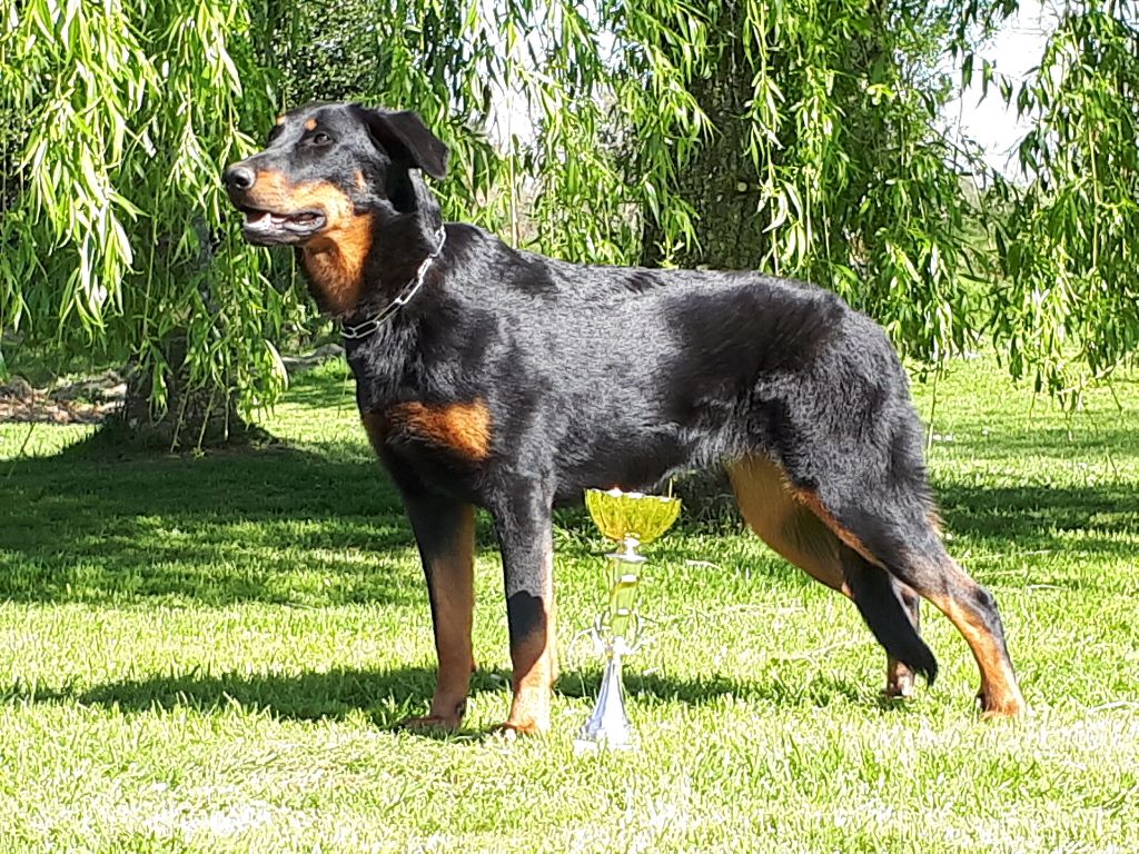 Moka de La Cité des Comtes