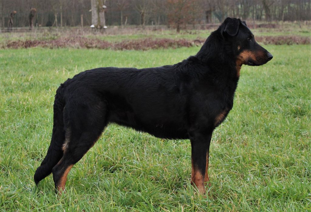 CH. Félicia de La Cité des Comtes