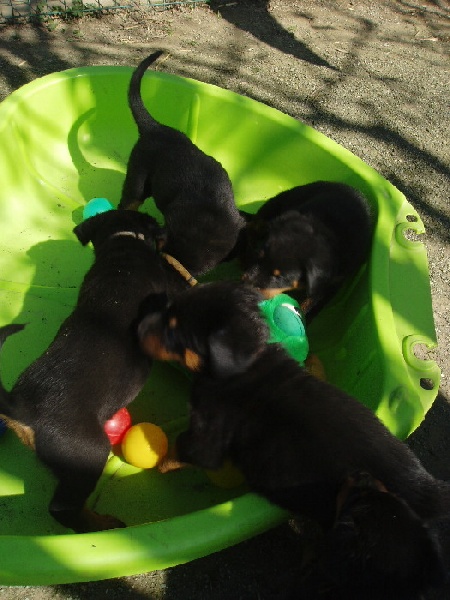 Les chiens à la maison 1