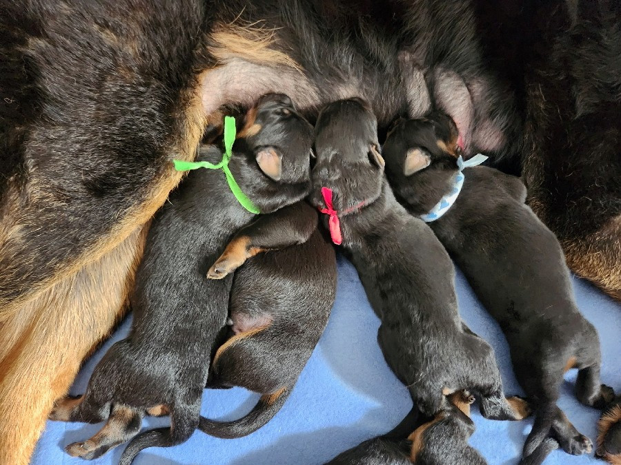 de La Cité des Comtes - Chiots disponibles - Berger de Beauce