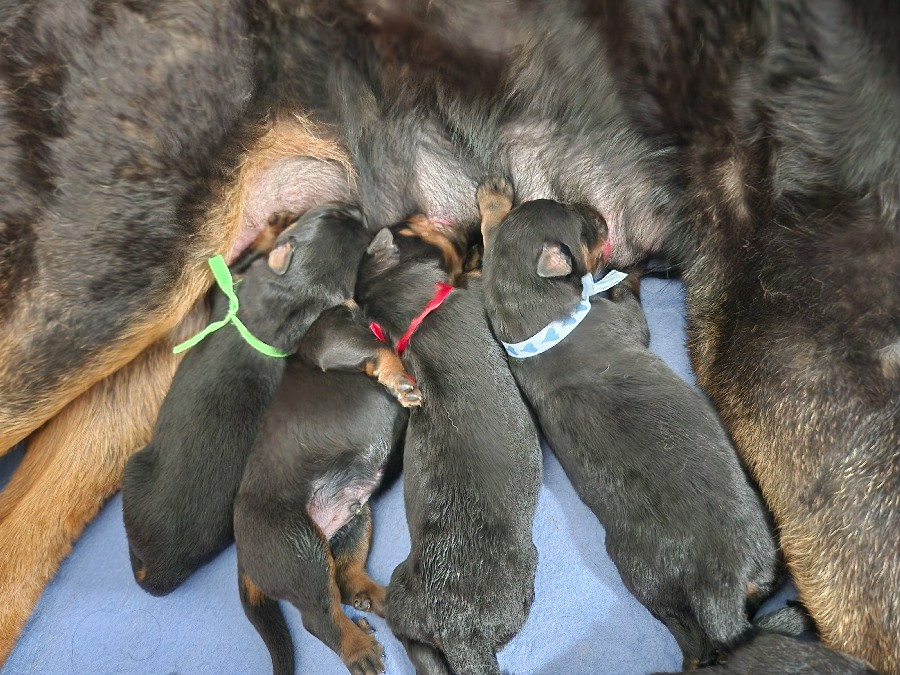 de La Cité des Comtes - Chiots disponibles - Berger de Beauce