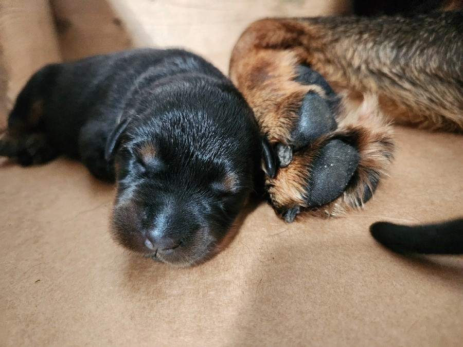 de La Cité des Comtes - Chiots disponibles - Berger de Beauce