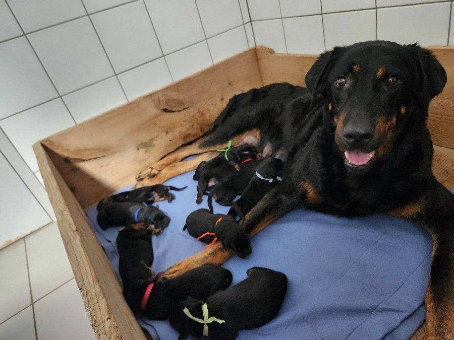 de La Cité des Comtes - Chiots disponibles - Berger de Beauce