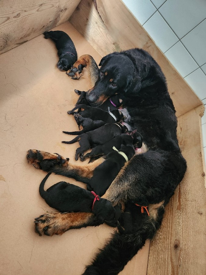 de La Cité des Comtes - Chiots disponibles - Berger de Beauce