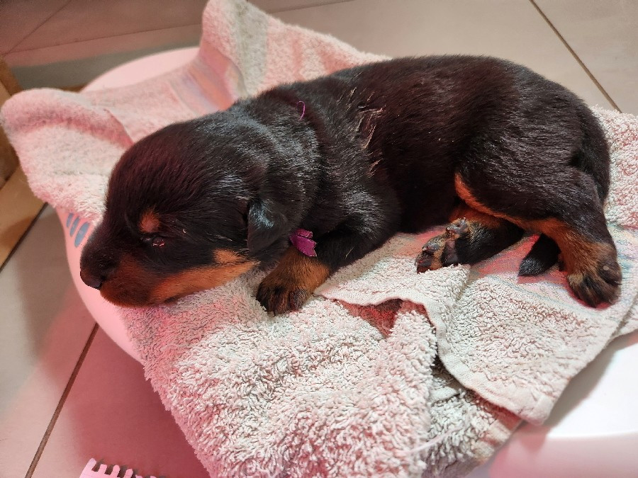 de La Cité des Comtes - Chiots disponibles - Berger de Beauce