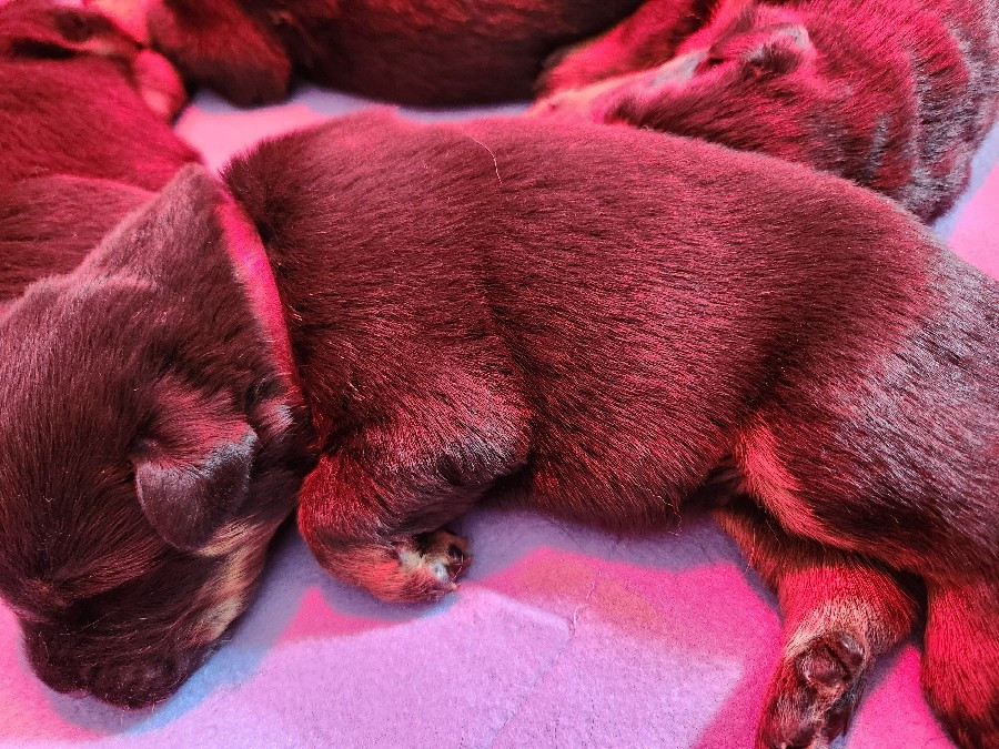 de La Cité des Comtes - Chiots disponibles - Berger de Beauce